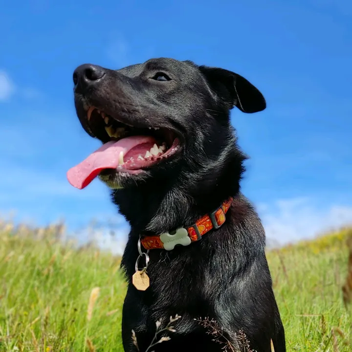 Loki borador from Iceland