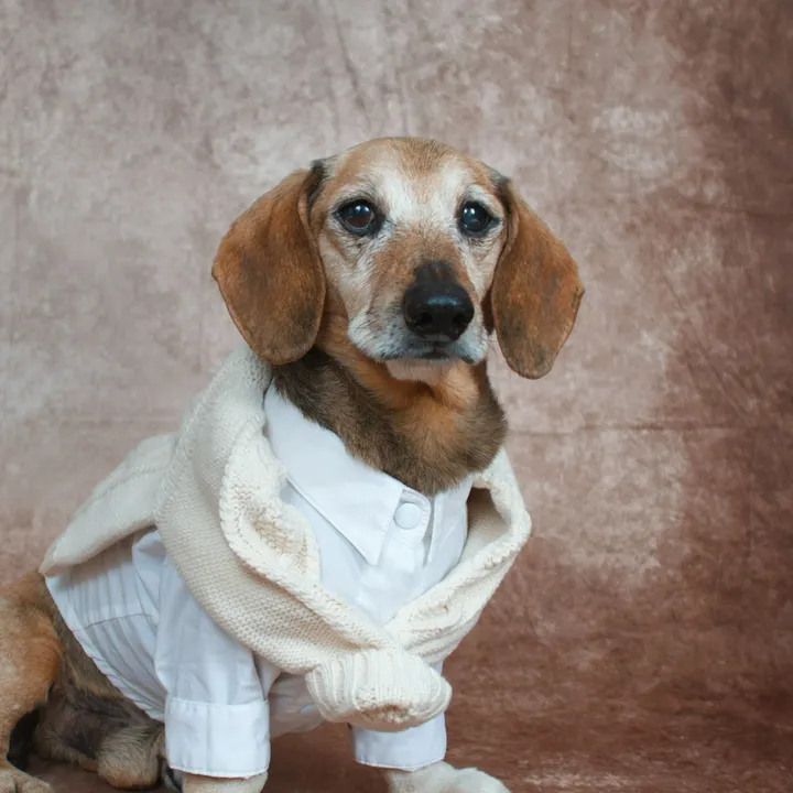 Lucas The Dog