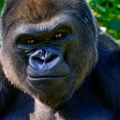 GORiLLA