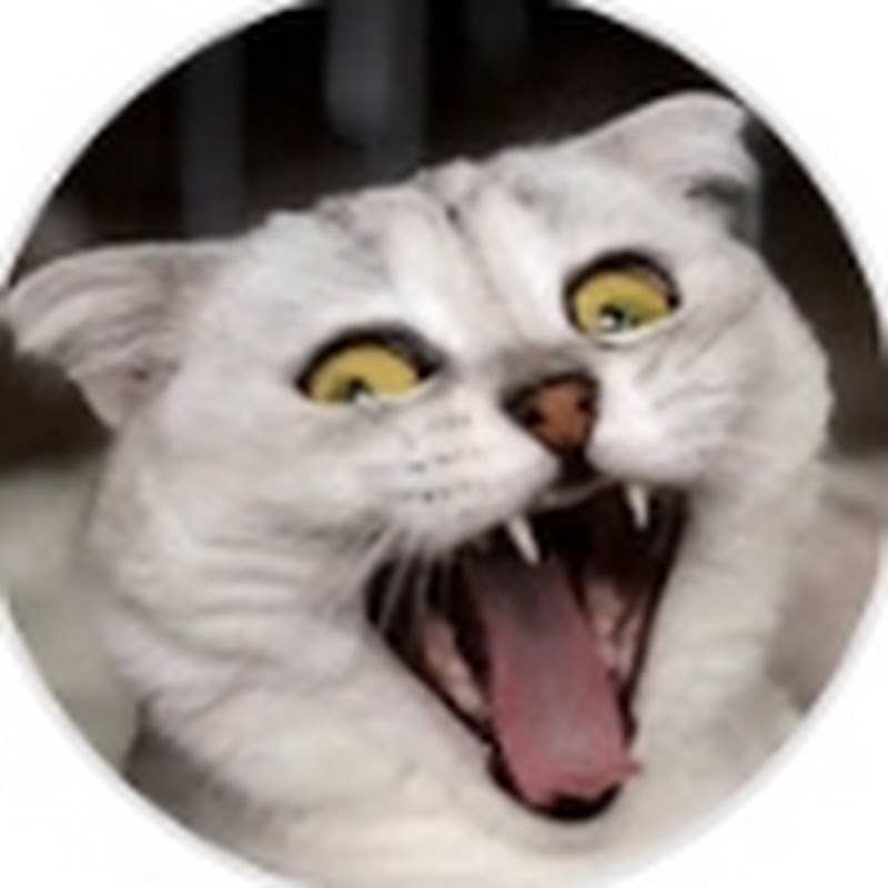 Sonyakisa8 TT