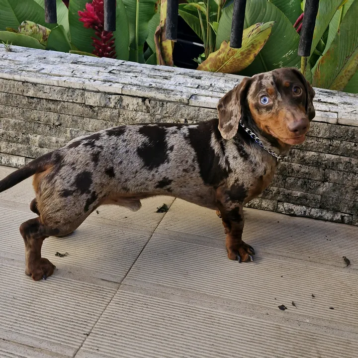Panchominidachshund