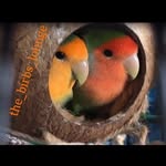 The Birb Lounge