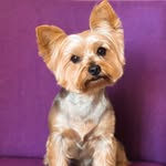 Tommy Yorkie