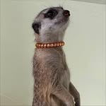 ⏦ﾟ♡︎ RubyClose🫶🏼🐈‍⬛鄧凱旻