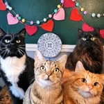 Bailey🤎 Bean 🖤Striker 🤎Tango 🧡