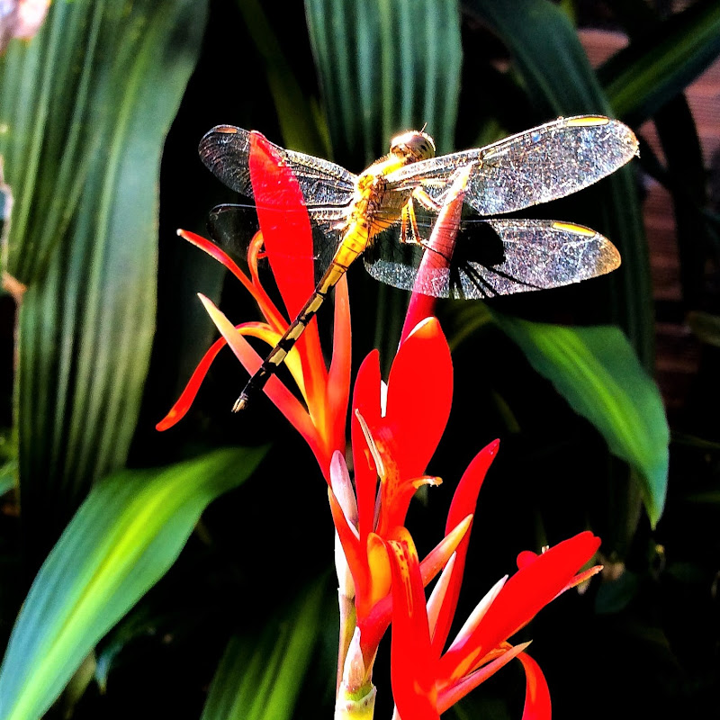 Colombian Flora - Plantas tropicales