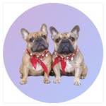 SjefandMax.thefrenchies