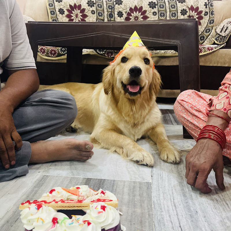 GOLDEN RETRIEVER 