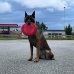 AWD Dogshop