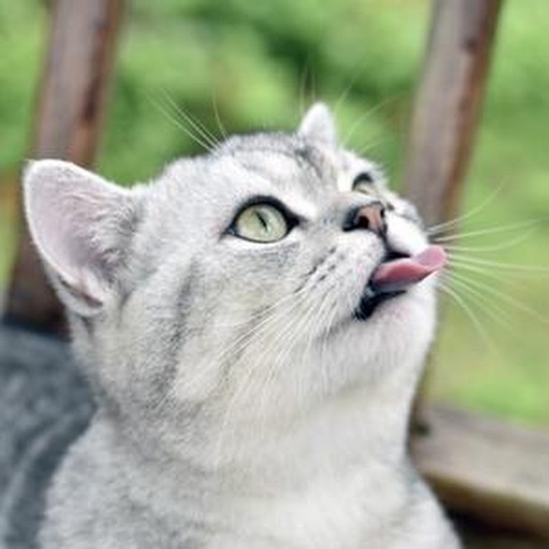 Good Morning Meow