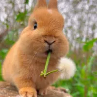 BIG BOY RABBIT 🐰