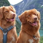 Vrang & Vrien