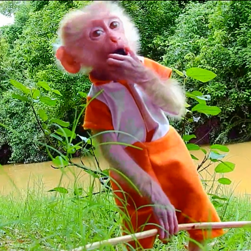 Digital Monkeys