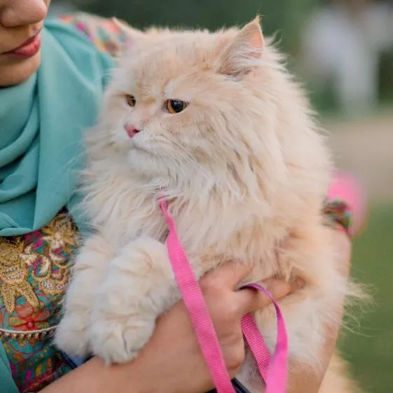 tayyba