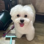 Mantou