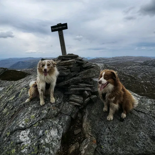 Tassen.Tamok.Aussie shepherd