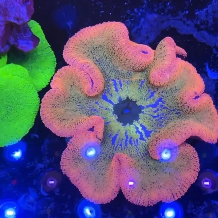 Reef tank