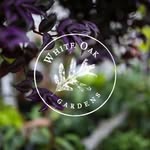 White Oak Gardens