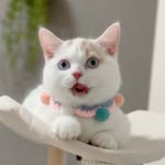 ほたてくん ⸝⋆⸝⋆