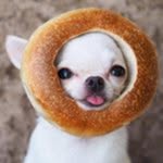 💗 lovers of ChiHuaHua 🐾➡🐶
