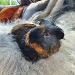 Guinea Pig Life