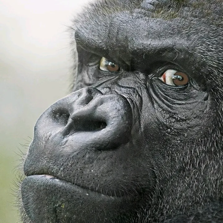GORILLA