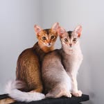 Atlantic Abyssinians • Cape Town, South Africa