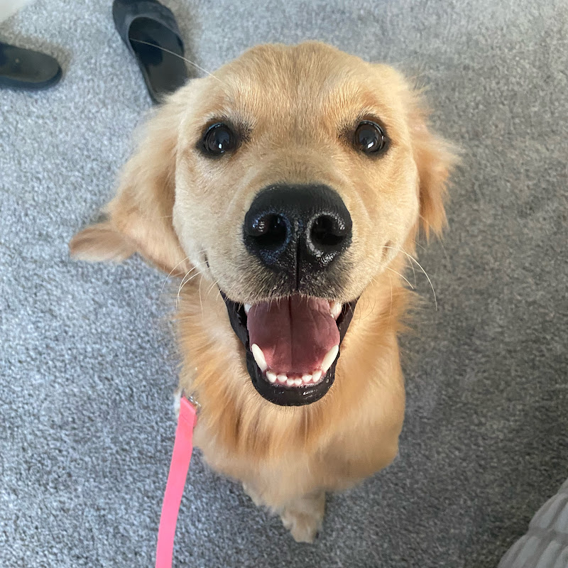 Charlie the Golden Retriever