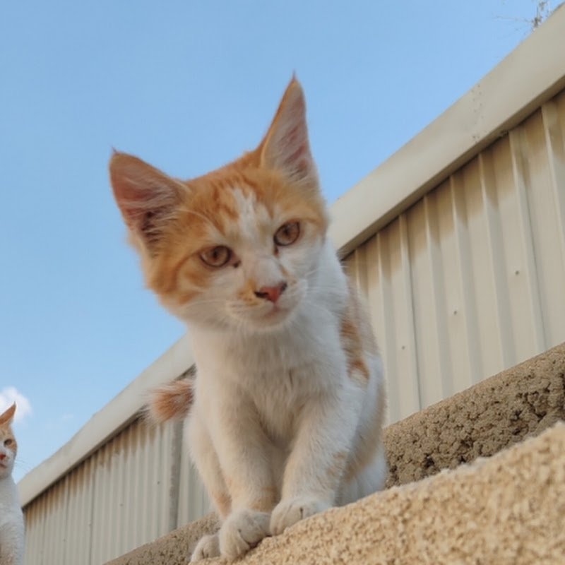Lovely Petzz