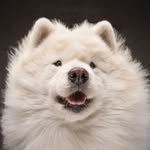 Ryder The Samoyed