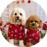 Deo & Piper the Cavoodles Adelaide 🇦🇺