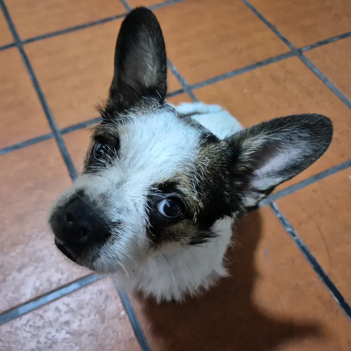 Alejandro