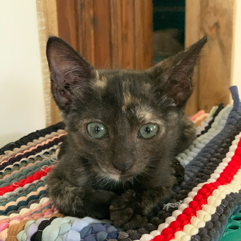 Marga the Cat (by Aura Mismo)