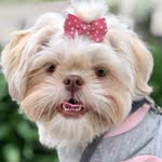 Cappuccinathedog