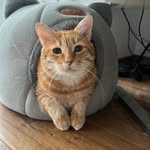 Mr Thomas Mao