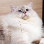Perla Dolls Ragdoll breeder ragdoll kittens