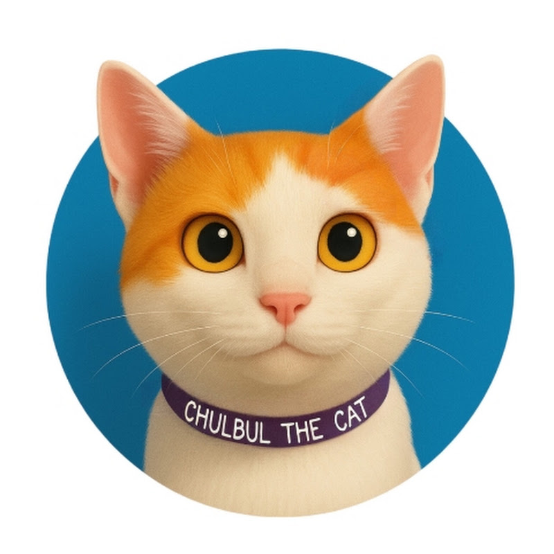 Chulbul The Cat