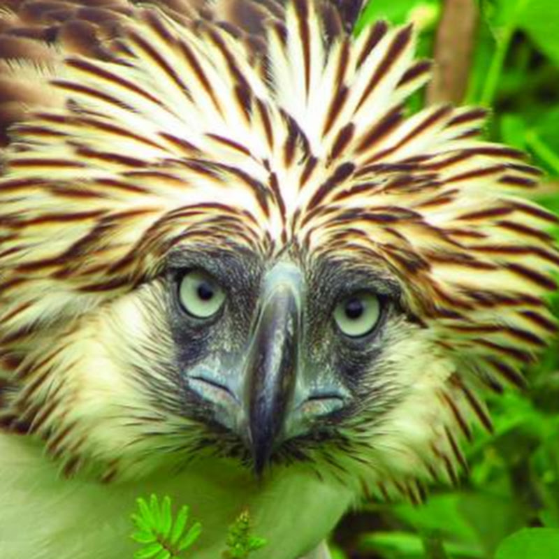 EagleChess