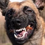 Just a pack of Malinois