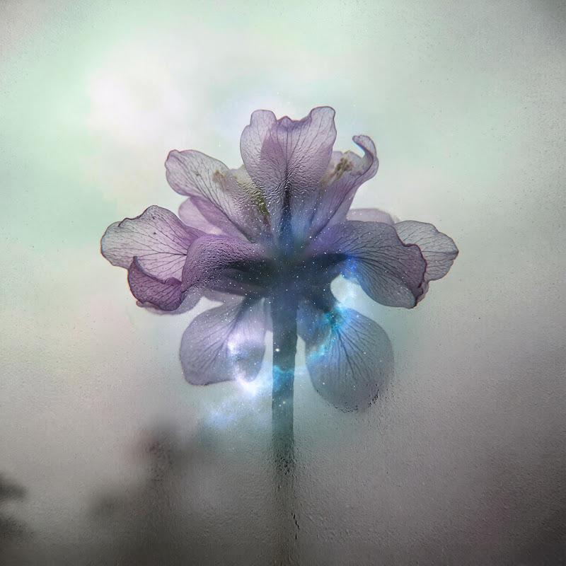 Mesmerola