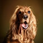 POSTO | Dog Influencer | Pet Model