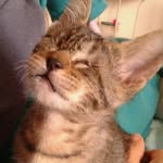 Zeus the blind Hero Cat