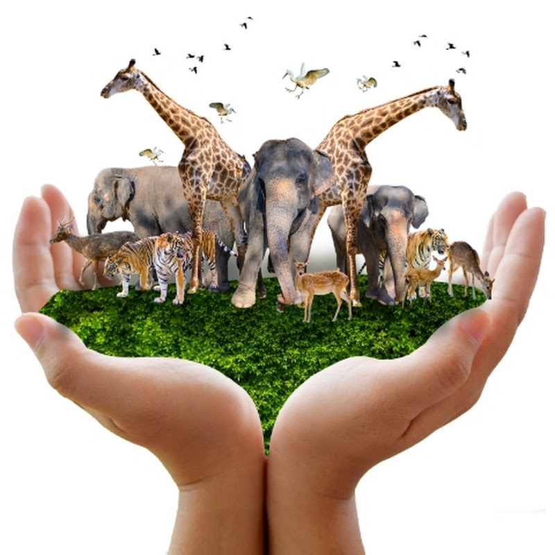 Cool Animals World Hindi