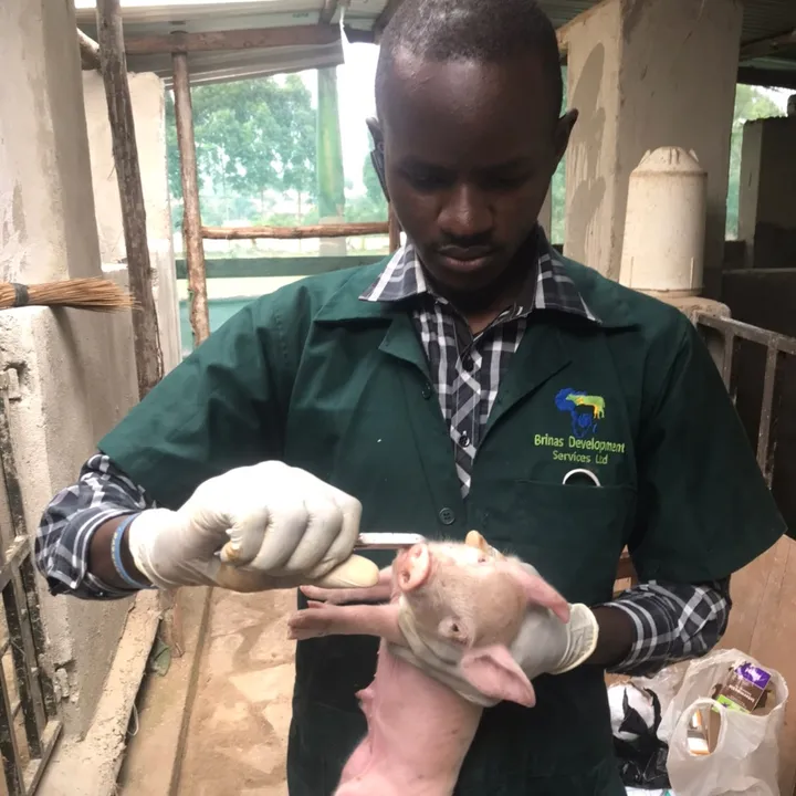 Animal Production Engineer