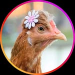 Nugget, a galinha motociclista