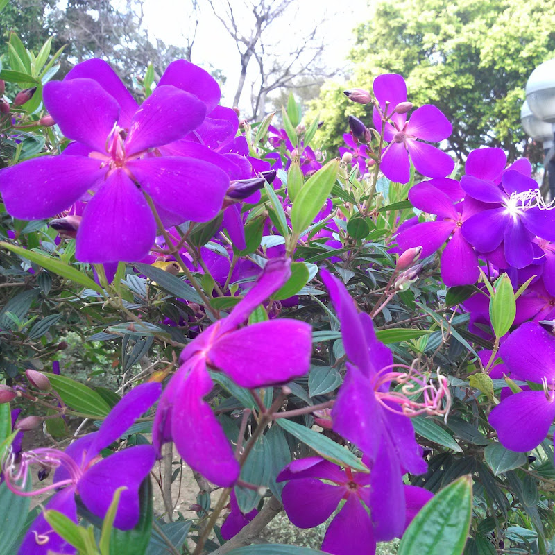Nepaliprogramshk