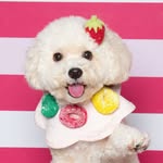 🐾  Milo 美禄 | Maltipoo (抹地布) 🇸🇬