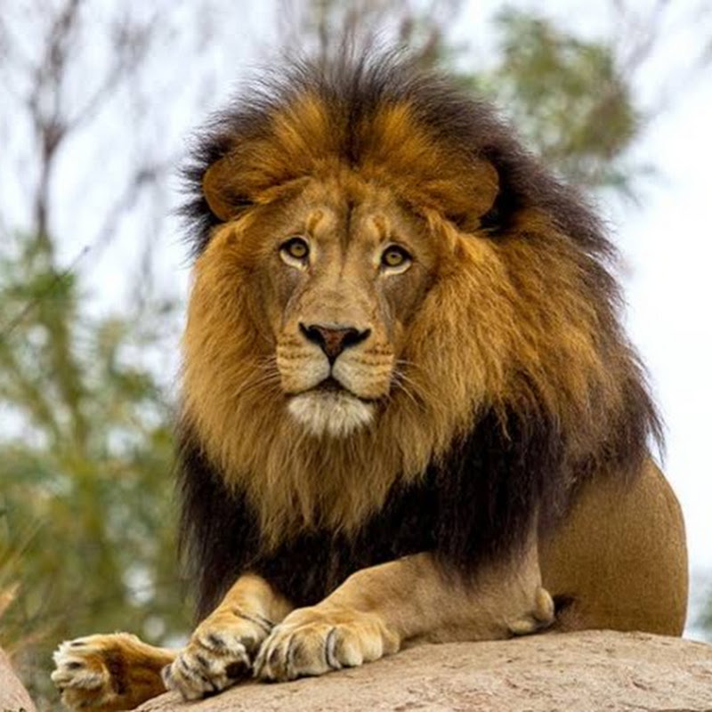 Animal Zone Australia