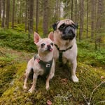 My little wild paws 🧭