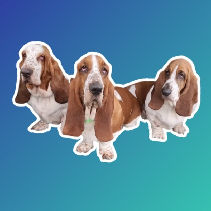 Flat Basset